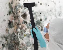 Reliable Zwolle, LA Mold Removal & Remediation Solutions